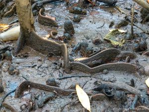Mangrove buttress roots (Looking Glass Mangrove) at Cape Tribulation