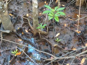 Mangrove buttress roots (Looking Glass Mangrove) at Cape Tribulation