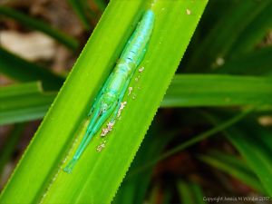 Female Peppermint Stick Insect resting on a Pandanus leaf