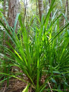Swampy vegetation home of the Peppermint Stick Insects