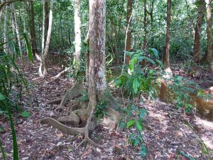 Mangrove buttress roots (Looking Glass Mangrove) at Cape Tribulation