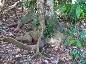 Mangrove buttress roots (Looking Glass Mangrove) at Cape Tribulation