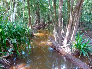 Freshwater swamp seen from the Dubuji Boardwalk at Cape Tribulation, Queensland, Australia.