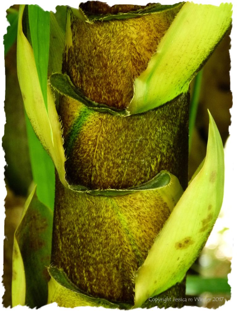Leaves sprouting from a tree trunk in the rainforest