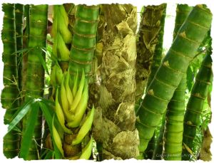 Tree trunks and sprouting leaves in the wet tropical rainforest