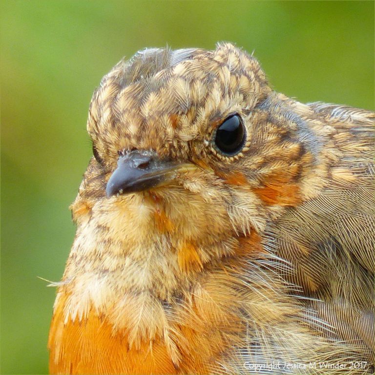 Young robin