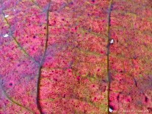 Detail of a dead red autumn leaf