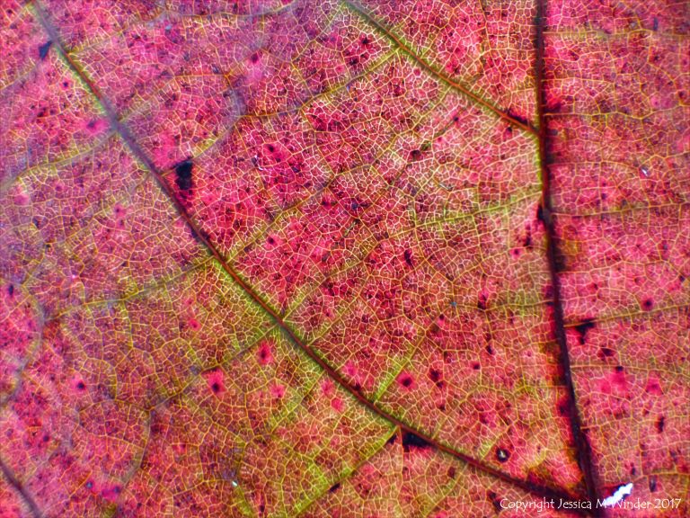 Detail of a dead red autumn leaf