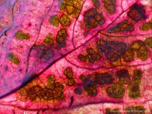 Macro of the pattern in a red dead autumn leaf