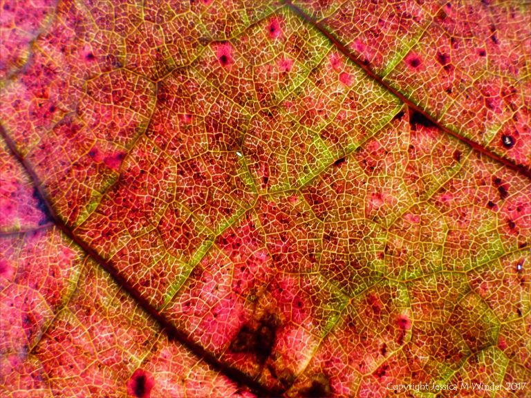 Detail of a dead red autumn leaf