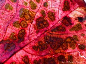 Macro of the pattern in a red dead autumn leaf