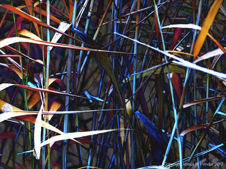 Stems and leaves of reeds in multicolours