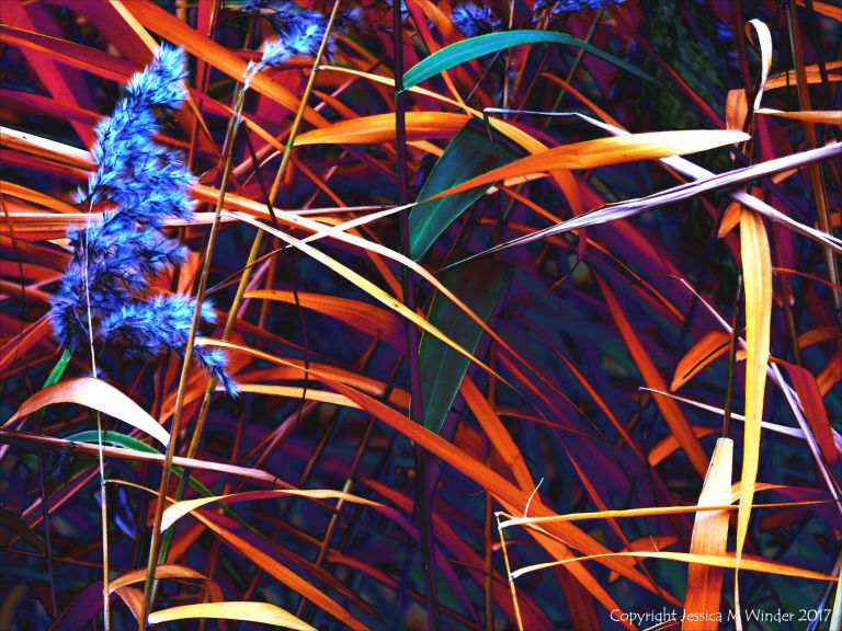 Stems and leaves of reeds in multicolours