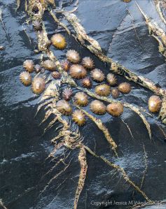 Limpets on Cornish slate with veins