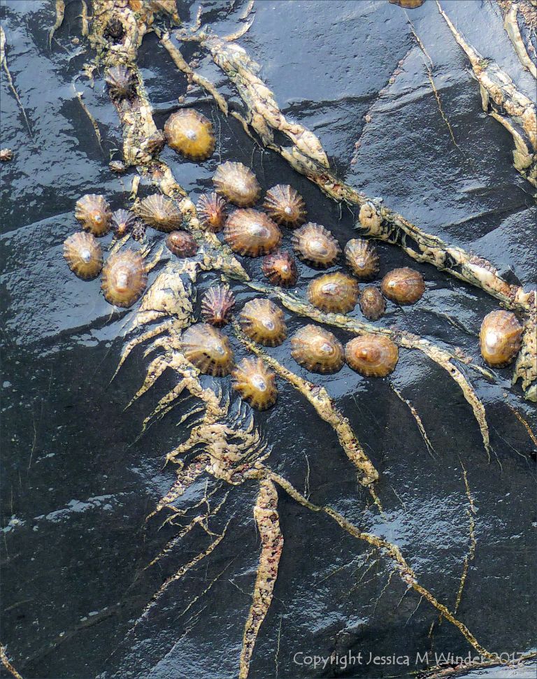 Limpets on Cornish slate with veins