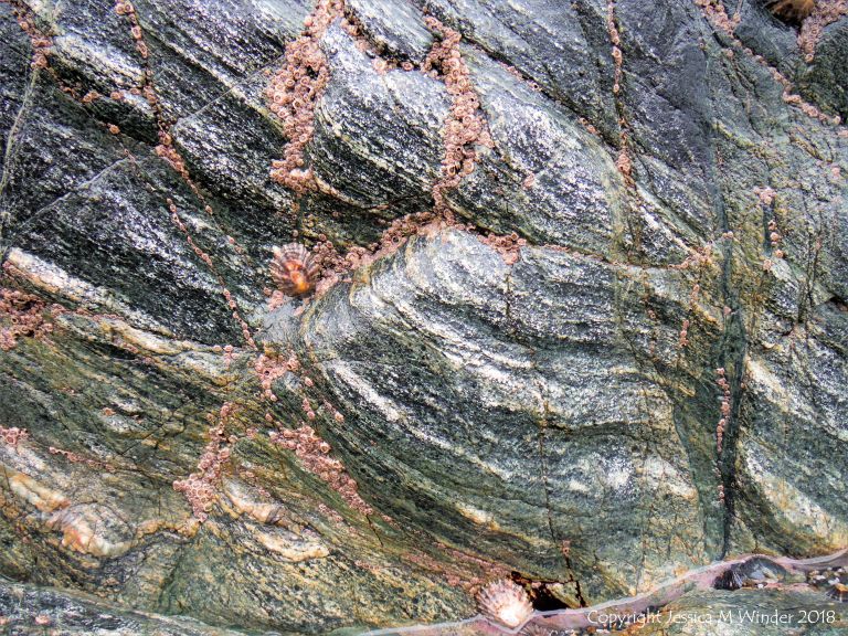 Detail of of hornblende schist at Polurrian Cove in Cornwall