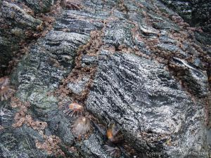 Close-up photograph of hornblende schist at Polurrian Cove in Cornwall