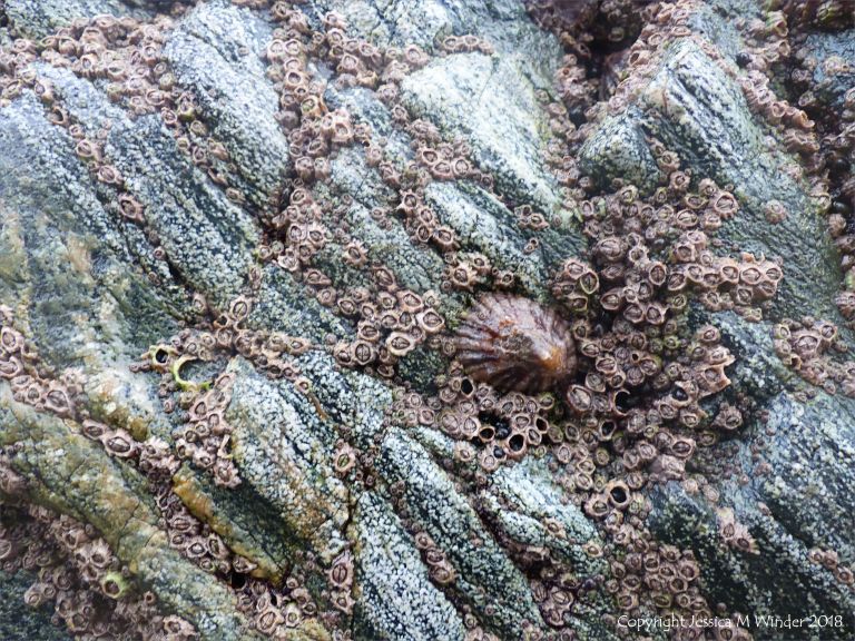 Detail of of hornblende schist at Polurrian Cove in Cornwall