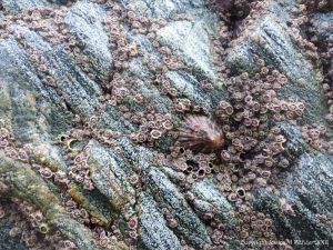 Detail of of hornblende schist at Polurrian Cove in Cornwall