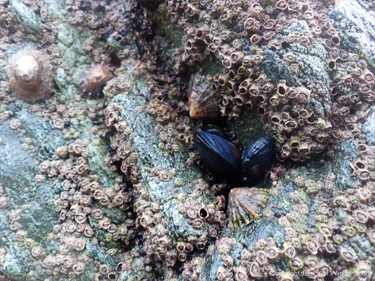 Detail of of hornblende schist at Polurrian Cove in Cornwall