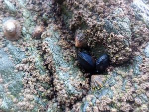 Detail of of hornblende schist at Polurrian Cove in Cornwall