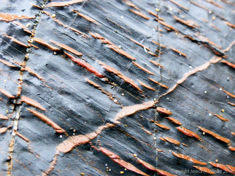 Metasedimentary rock from the Porthscatho Formation in Cornwall
