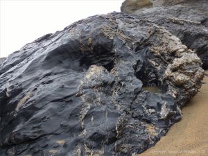 Outcrop of metasedimentary bedrock with veins from the Portscatho Formation at Polurrian Cove