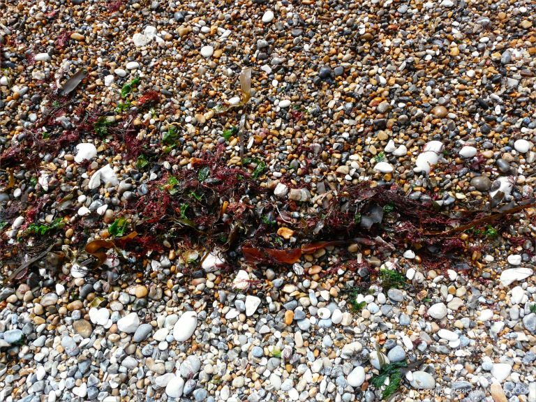 Seaweeds washed up on pebbles