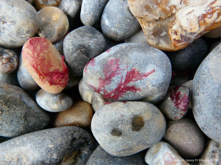Seaweeds washed up on pebbles