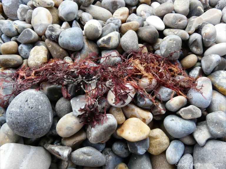 Seaweeds washed up on pebbles