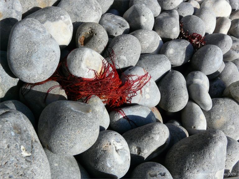 Seaweeds washed up on pebbles