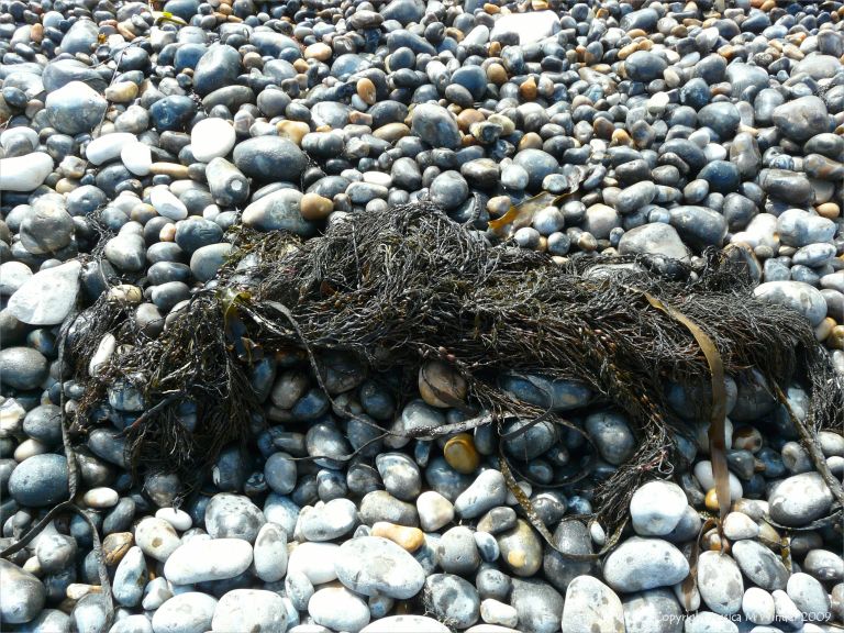 Seaweeds washed up on pebbles