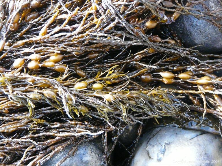 Seaweeds washed up on pebbles