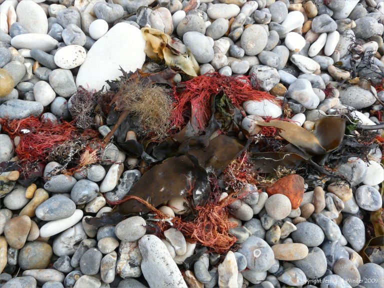 Seaweeds washed up on pebbles