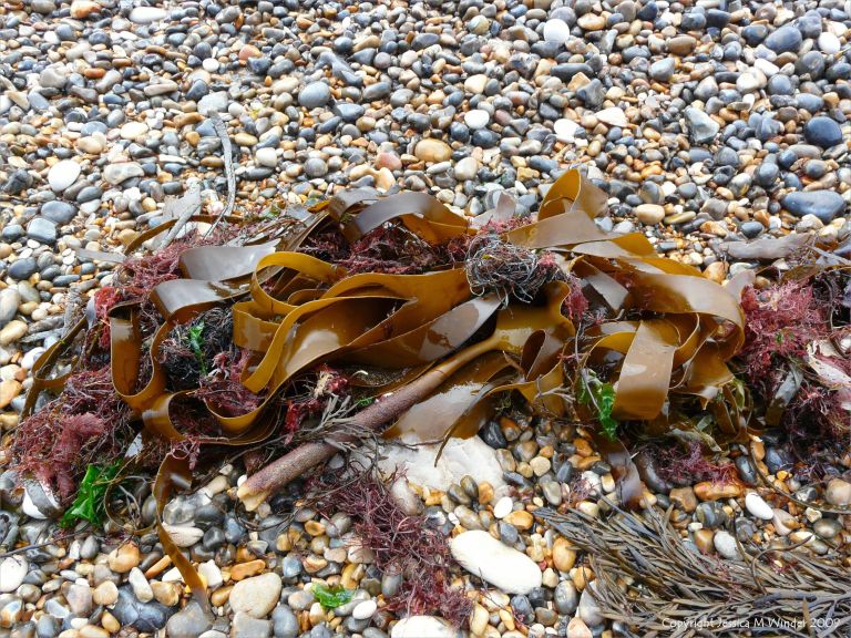 Seaweeds washed up on pebbles