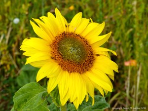 Sunny summer yellow flowers