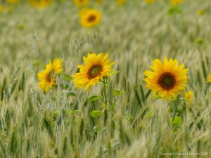 Sunny summer yellow flowers