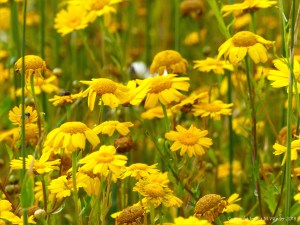 Sunny summer yellow flowers