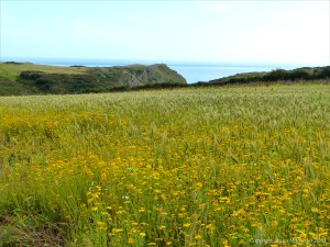 Sunny summer yellow flowers