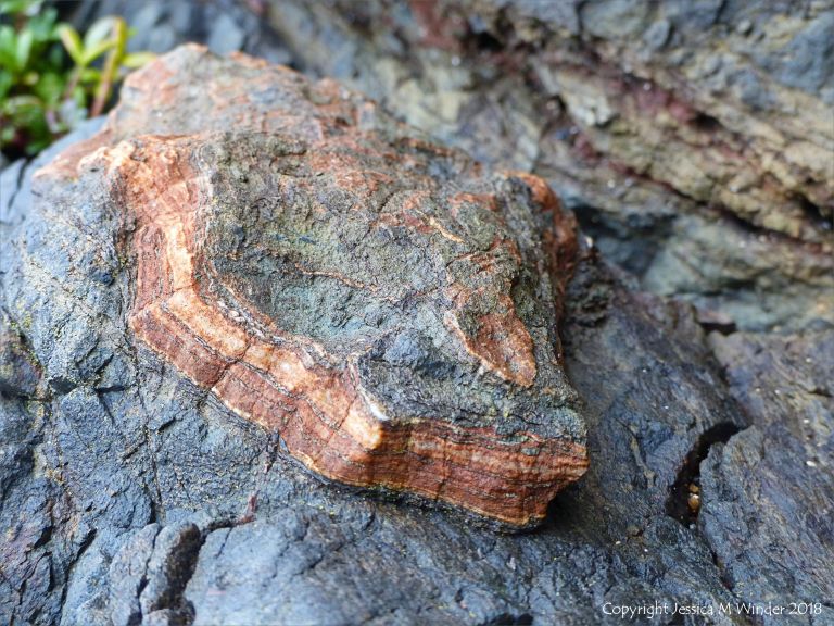 Rock pattern and texture in hornblende schist at Polurrian Cove