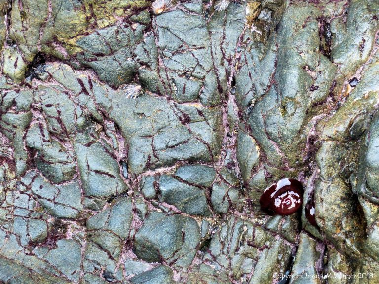 Texture and pattern in hornblende schist at polurrian Cove with attached anemones
