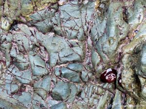 Texture and pattern in hornblende schist at polurrian Cove with attached anemones