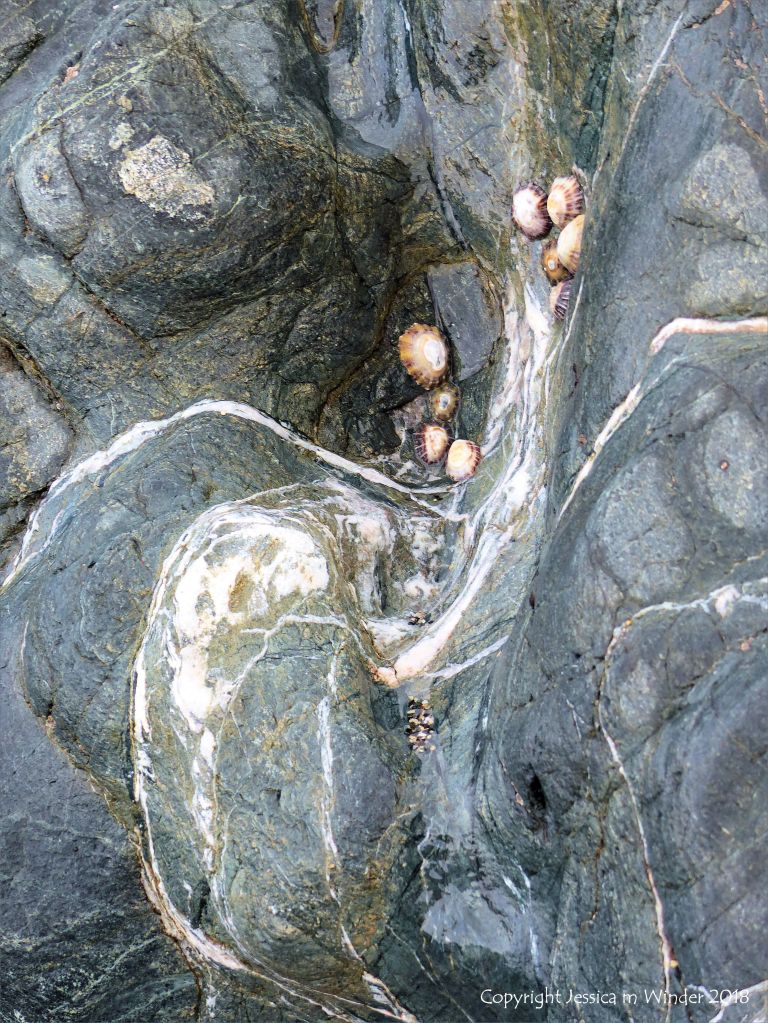 Texture and pattern in hornblende schist with veins