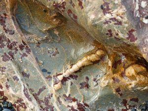 Close-up detail of rock texture and pattern in a fault zone at Polurrian Cove
