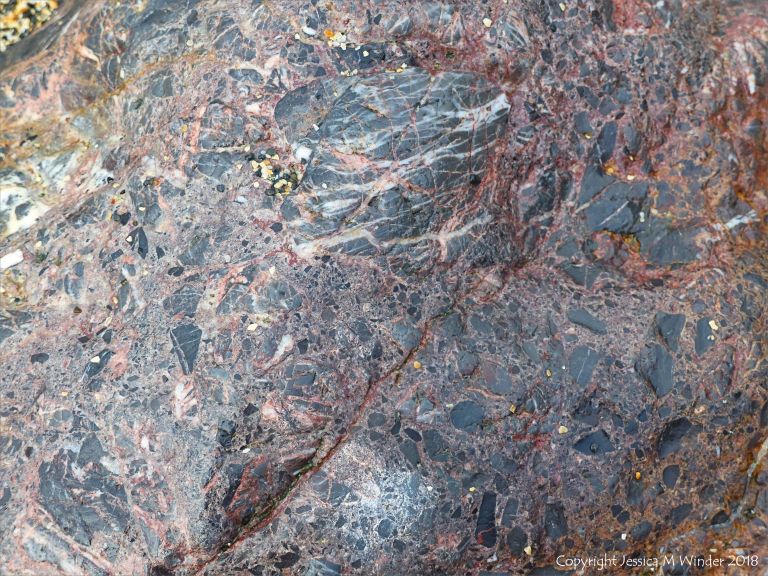 Close-up of boulder or outcrop of brecciated rock on the beach at Polurrian Cove