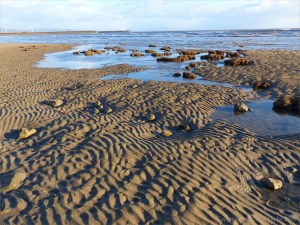 Boulders with Honeycomb Worm tubes at low tide in Swansea Bay amidst the rippled sand