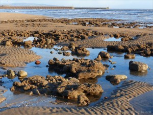 Boulders with Honeycomb Worm tubes at low tide in Swansea Bay