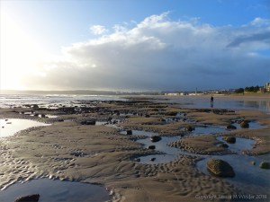 Boulders with Honeycomb Worm tubes at low tide in Swansea Bay