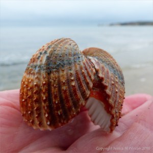 Prickly cockle shell still joined at hinge and with fleshy remnants