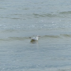 Sea bird on the water